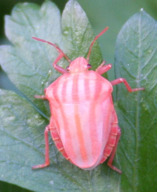 Pentatomidae: Graphosoma lineatum italicum (muta)